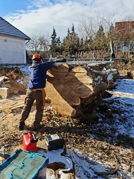 Hatalmas rönk keresztmetszete téli, napsütéses gatterolásnál